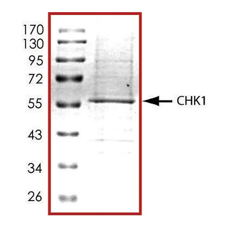 Merck CHK1, active, His tagged human