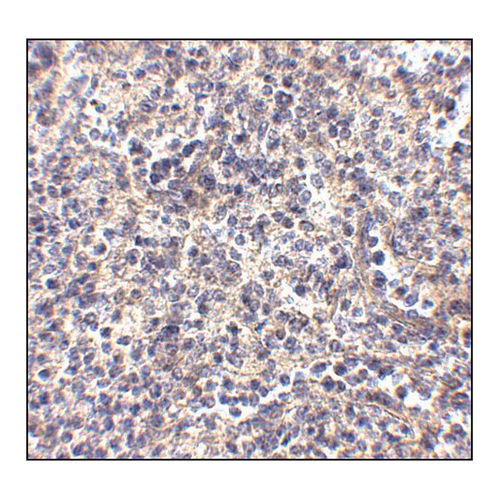 Merck Anti-ATG5 antibody produced in chicken