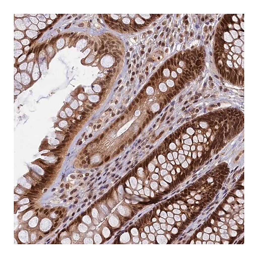 Merck Anti-CKAP2L antibody produced in rabbit