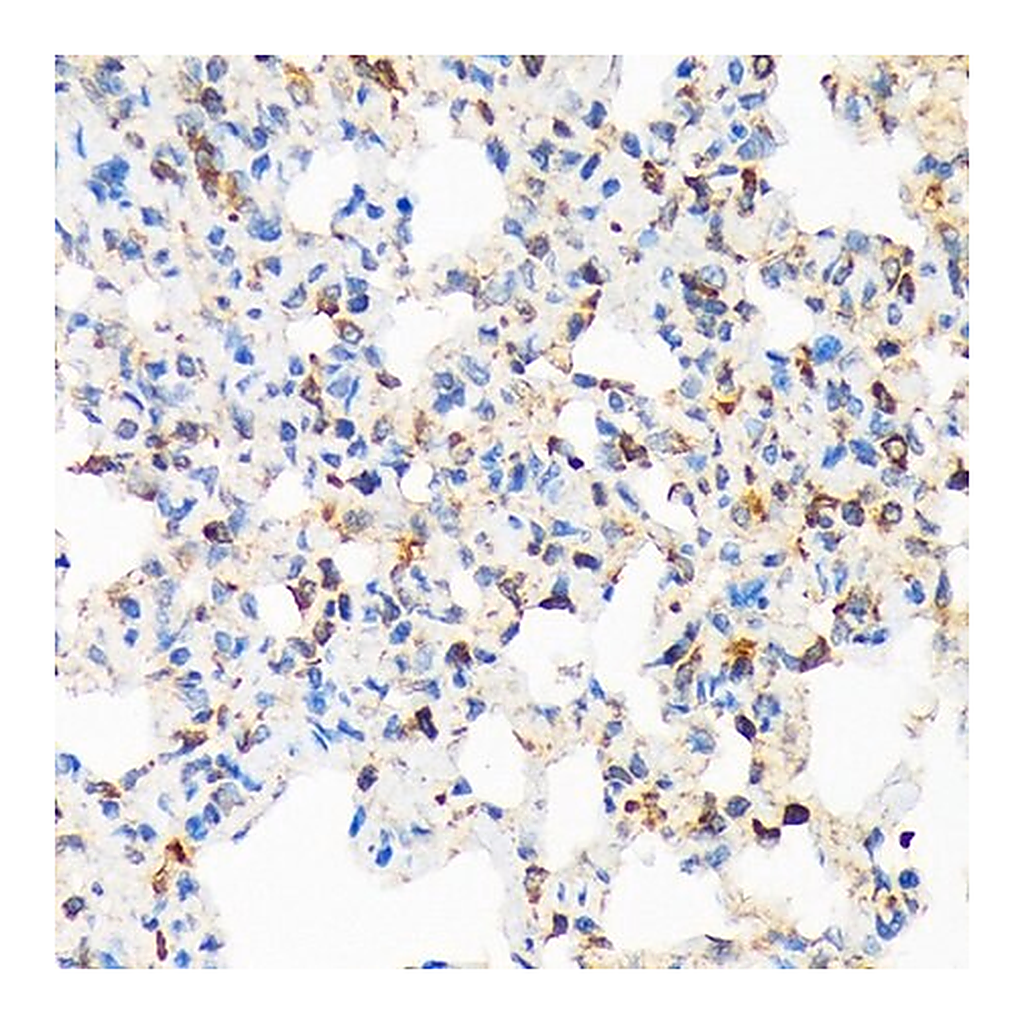 Merck Anti-TIRAP antibody produced in rabbit