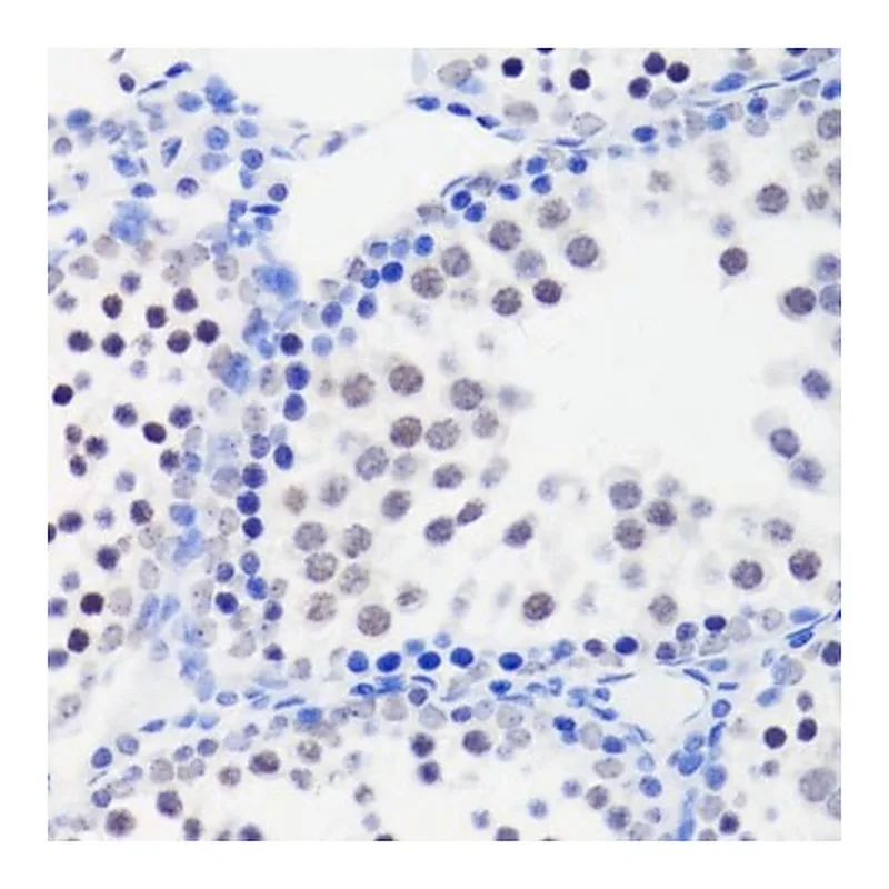 Merck Anti-MonoMethyl-Histone H3-R26 antibody produced in rabbit