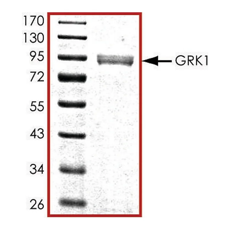 Merck GRK1, active, GST tagged human