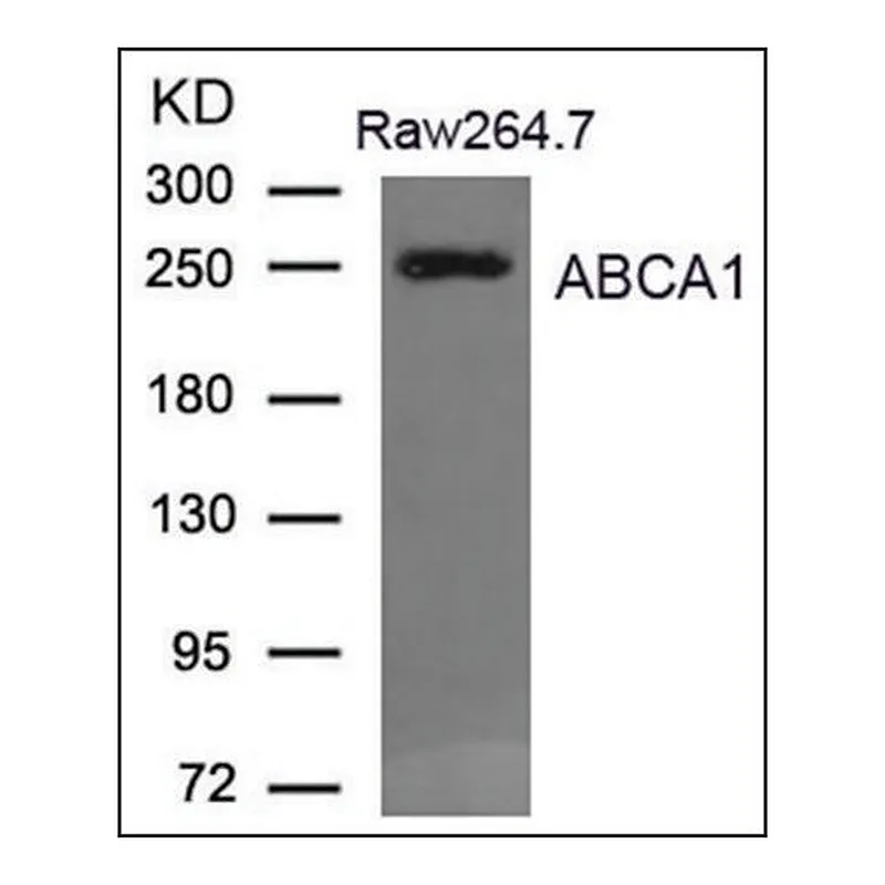 Merck Anti-ABCA1 antibody produced in rabbit