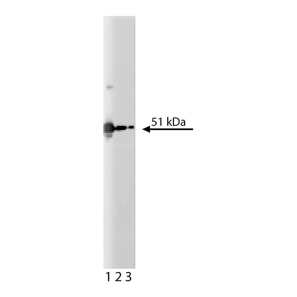 BD Purified Mouse Anti-PKA[RIIα]