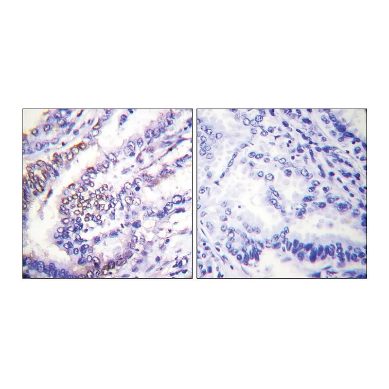 Merck Anti-Cyclin E1 antibody produced in rabbit
