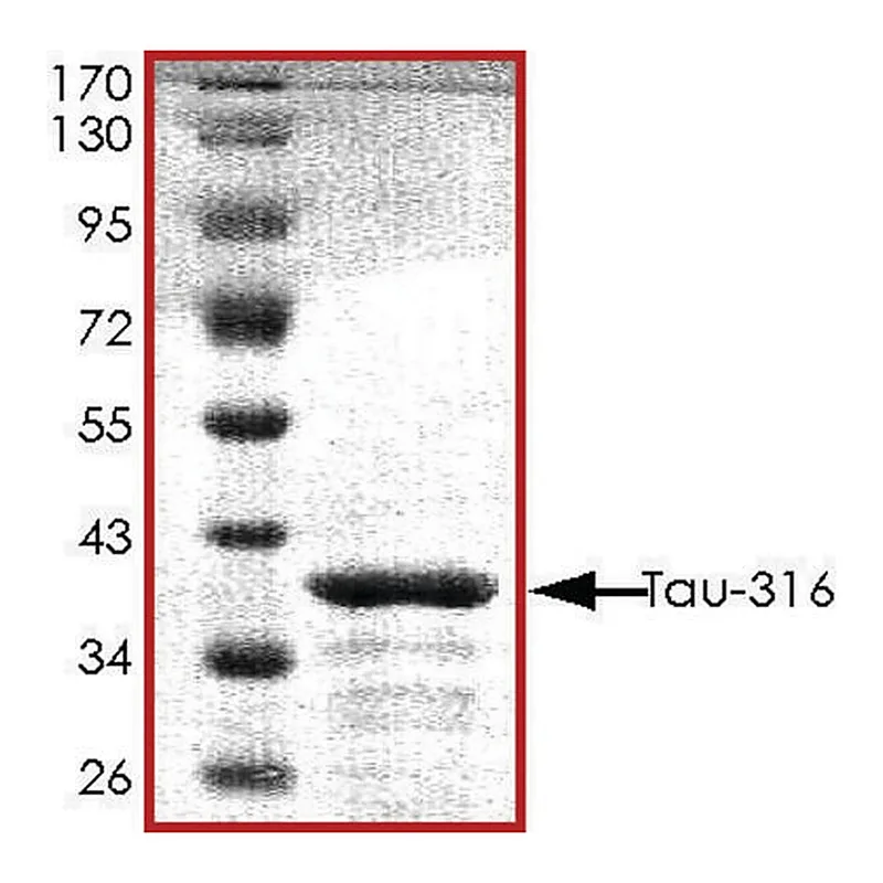 Merck TAU-316 Protein