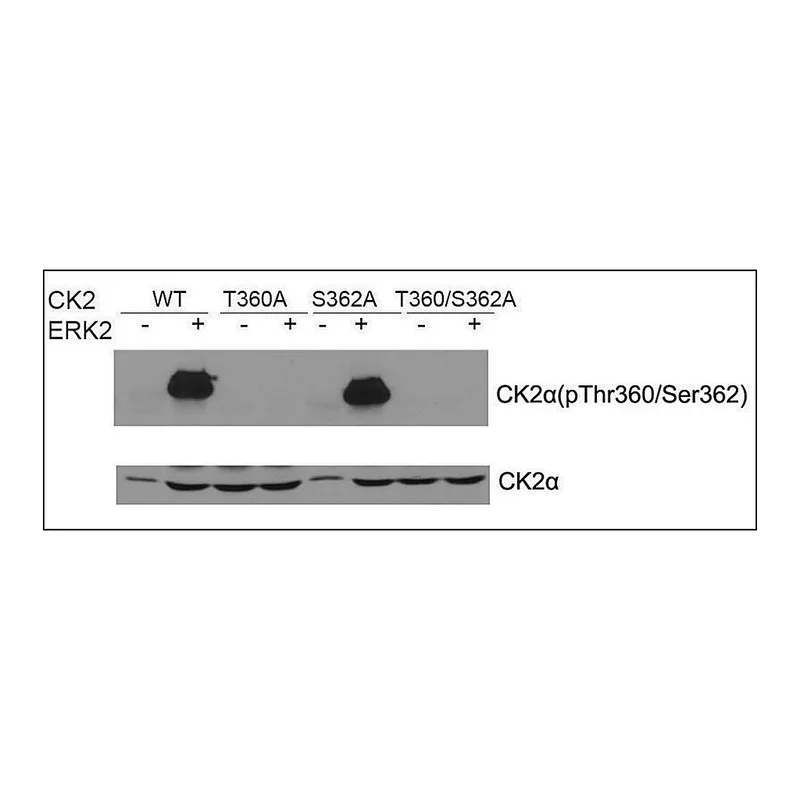 Merck Anti-phospho-CK2alpha (pThr360/Ser362) antibody produced in rabbit