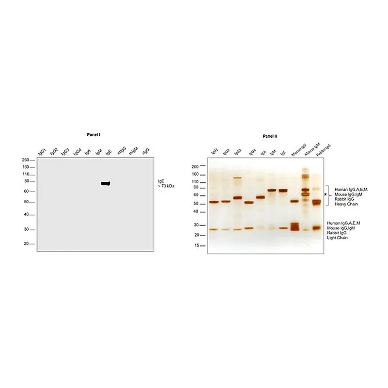 Thermo Fisher Scientific Goat anti-Human IgE Cross-Adsorbed Secondary Antibody