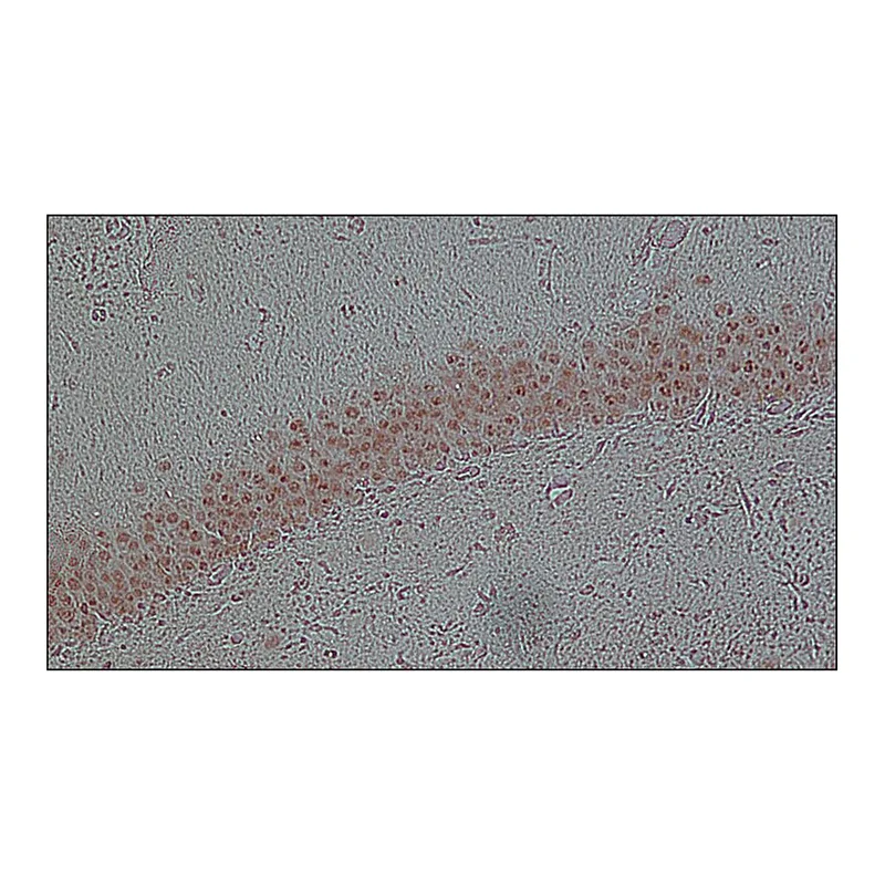 Merck Monoclonal Anti-FUS antibody produced in mouse