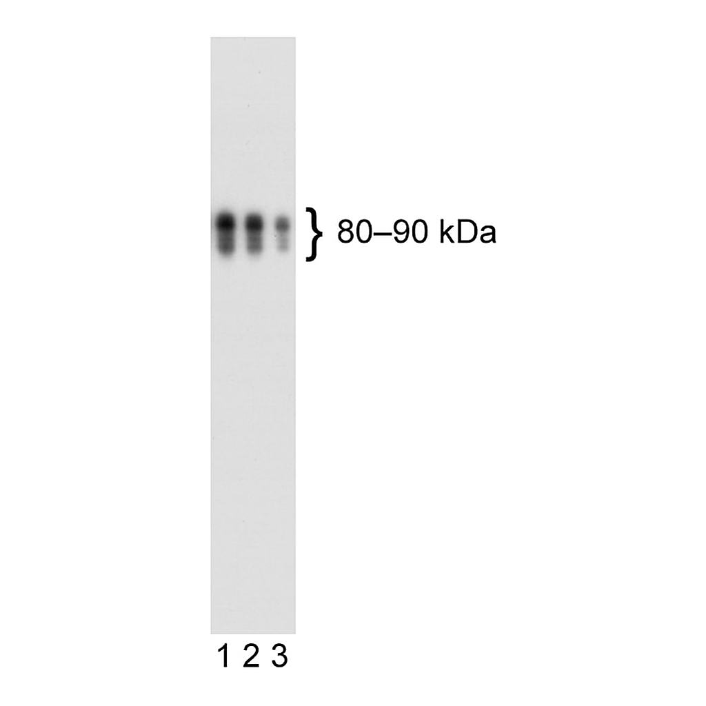 BD Purified Mouse anti-Human CD110