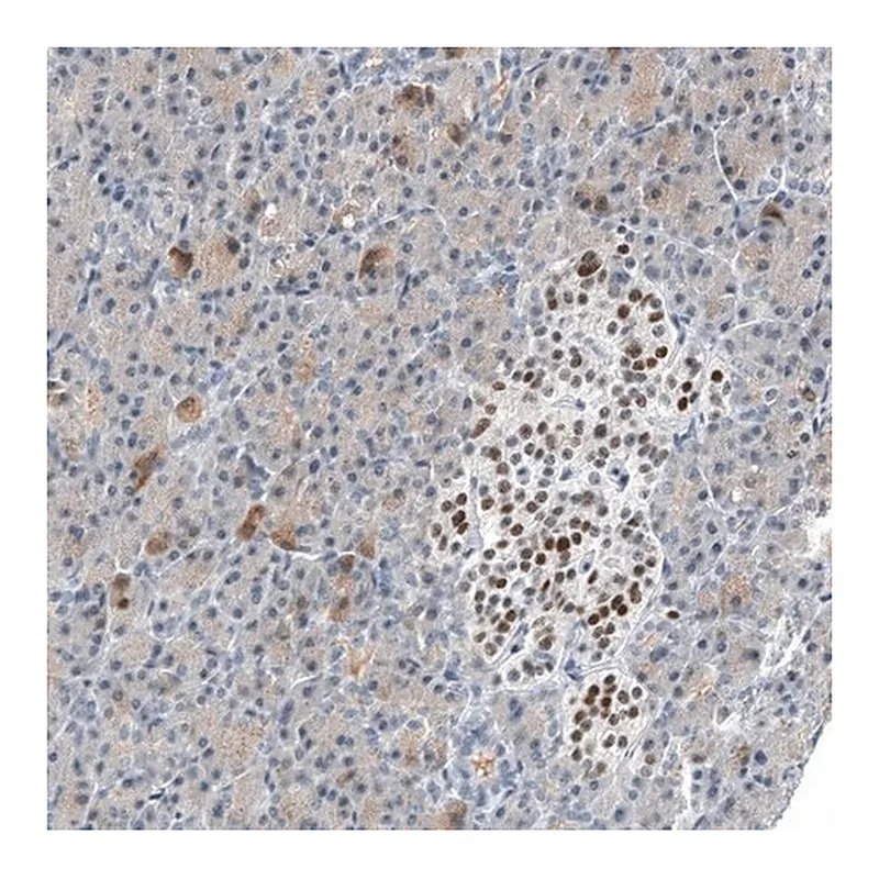 Merck Monoclonal Anti-INSM1 antibody produced in mouse