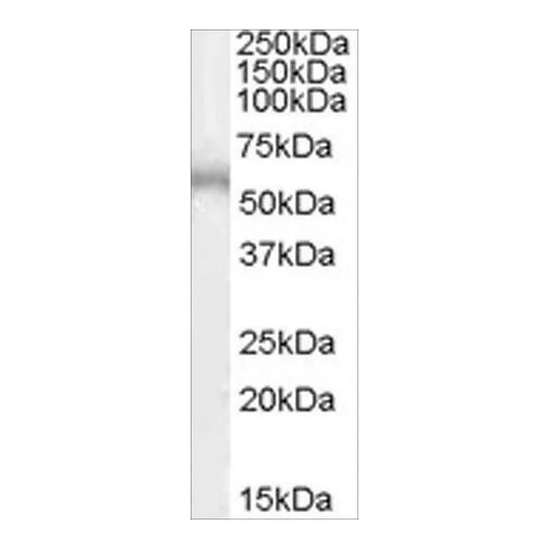 Merck Anti-ADRB1 antibody produced in goat