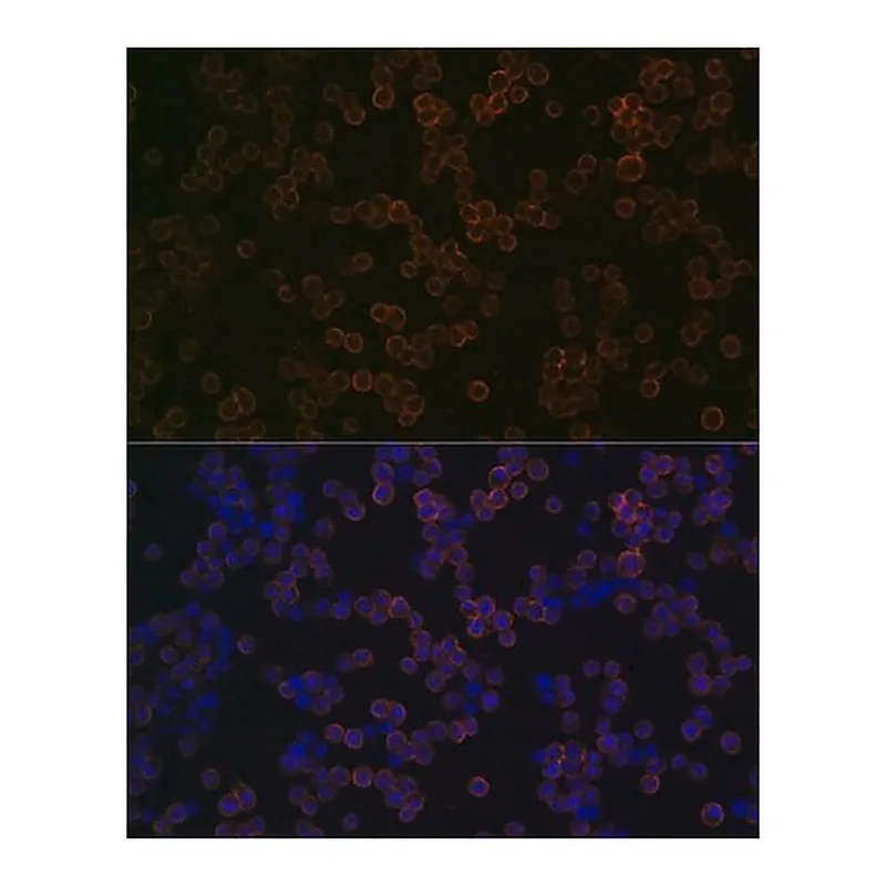 Merck Anti-TLR2 antibody produced in rabbit