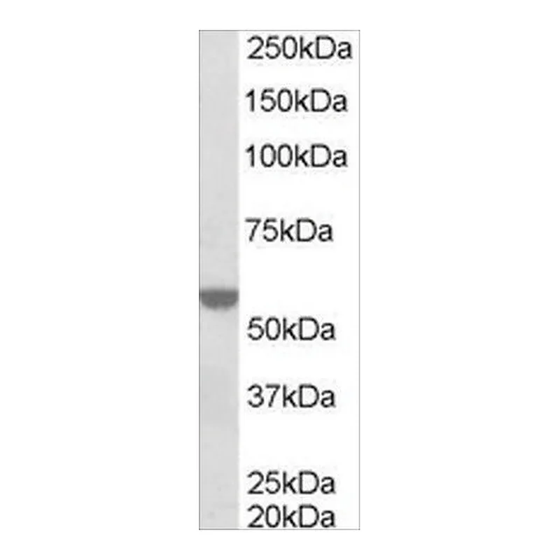 Merck Anti-RXR alpha antibody produced in goat