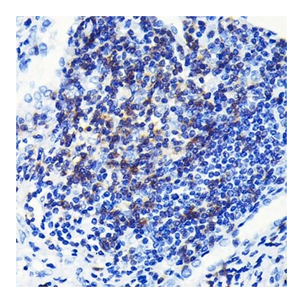Merck Anti-CD3E antibody produced in rabbit