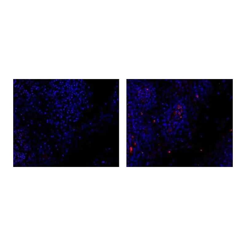 Thermo Fisher Scientific Mouse anti-Rat IgG2b Secondary Antibody, eFluor 570, eBioscience