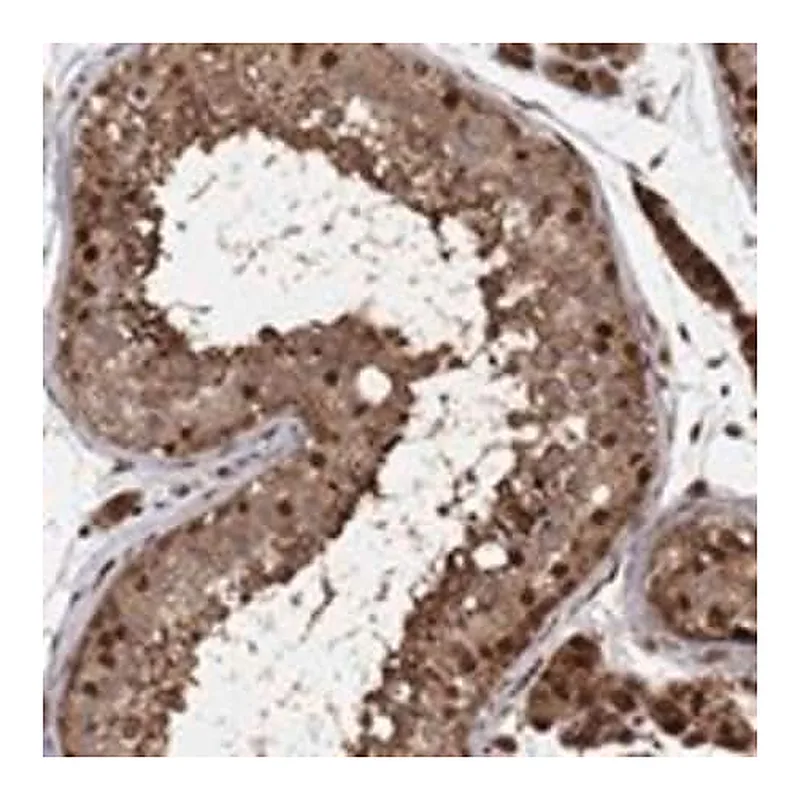 Merck Anti-ELOB antibody produced in rabbit