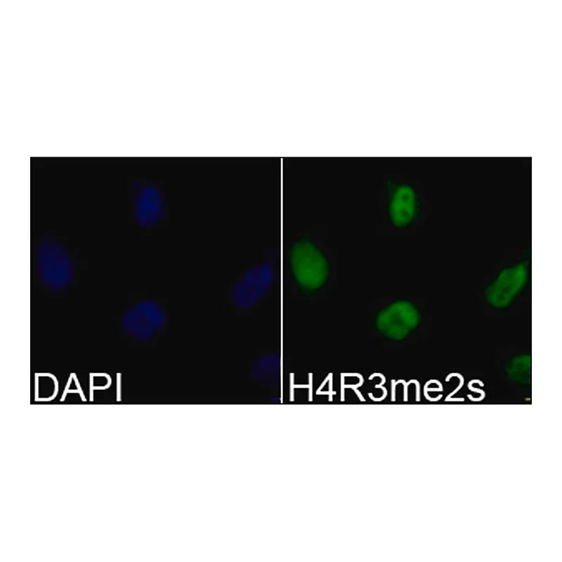 Merck Anti-Histone H4R3me2s antibody produced in rabbit