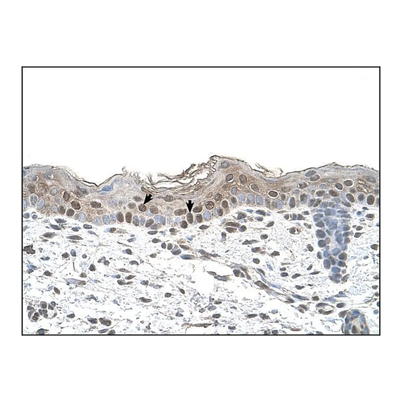 Merck Anti-ARRB2 antibody produced in rabbit