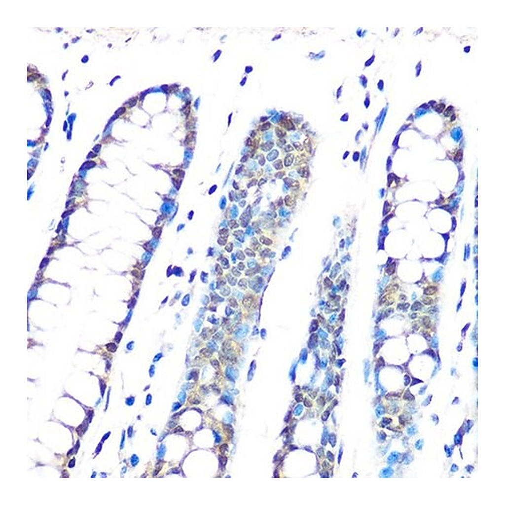 Merck Anti-HP1 gamma/CBX3 antibody produced in rabbit