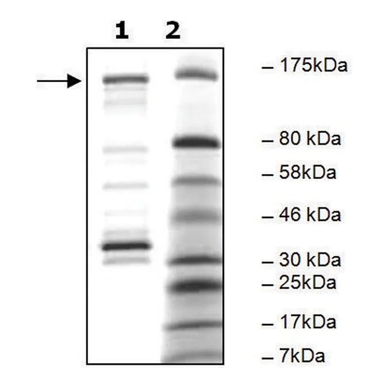 Merck PDE4A4B active human