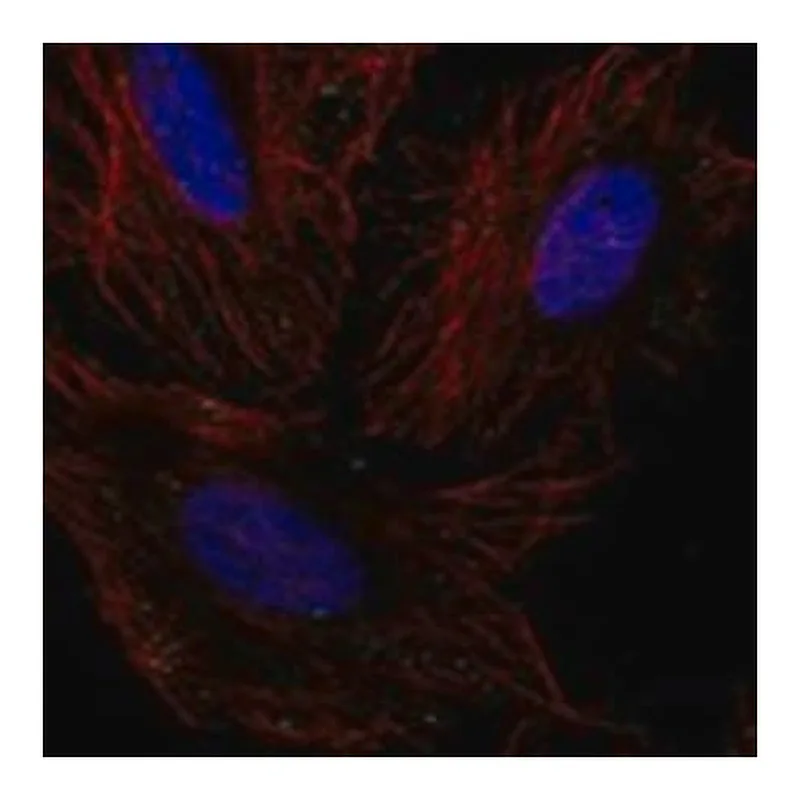 Merck Anti-GLT8D2 antibody produced in rabbit