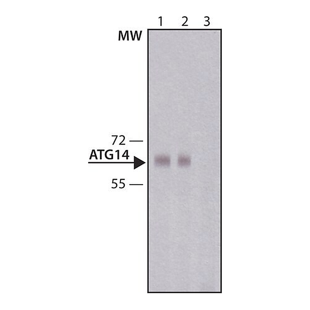 Merck Anti-Atg14 antibody produced in rabbit