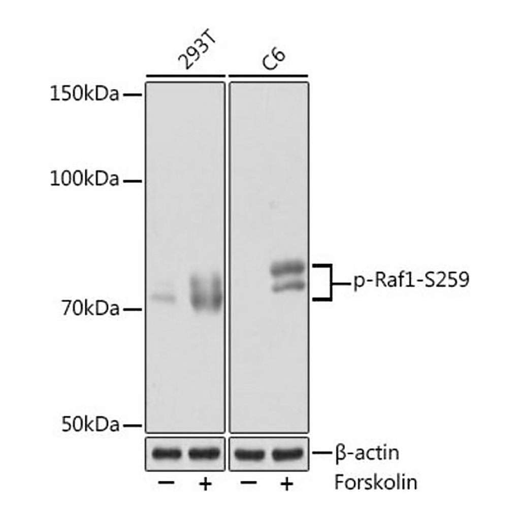 Merck Anti-Phospho-Raf1-S259 antibody produced in rabbit