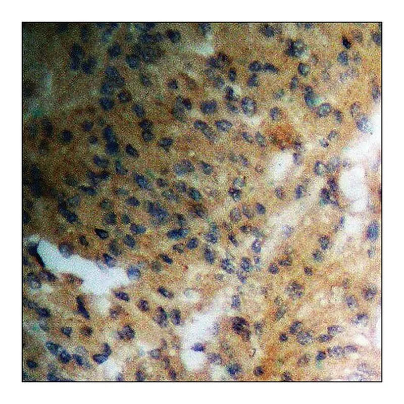 Merck Anti-phospho-Ras-GRF1 (pSer916) antibody produced in rabbit