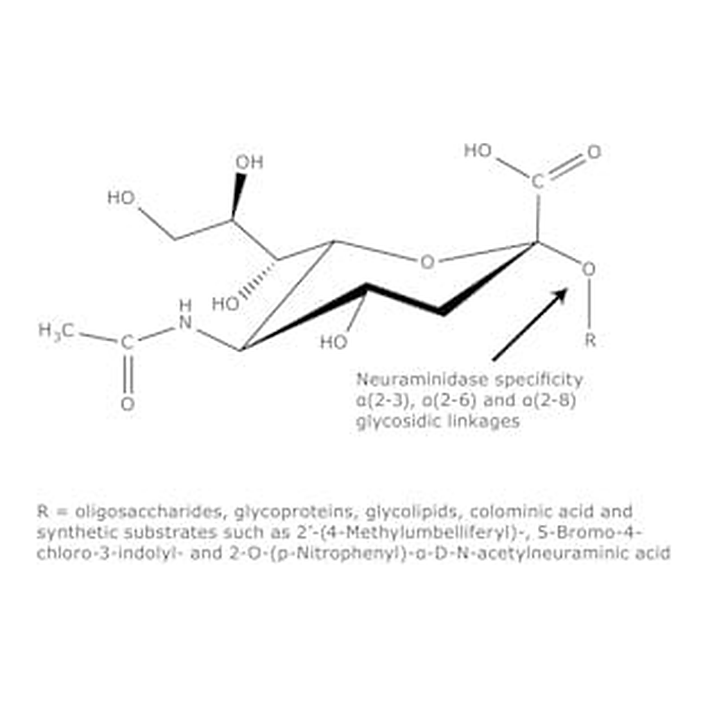 Merck NEURAMINIDASE TYPE III FROM VIBRIO CHOLE