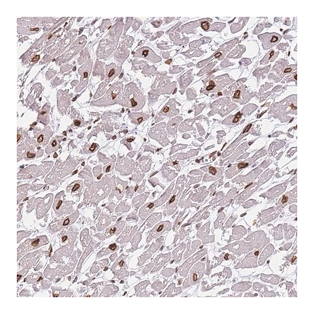 Merck Anti-OR10AD1 antibody produced in rabbit