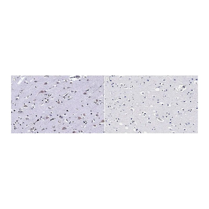 Merck Anti-eIF2alpha antibody produced in rabbit