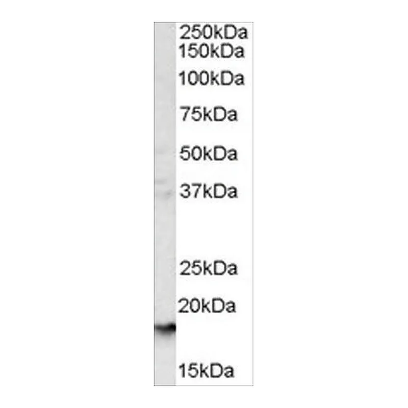 Merck Anti-Glycophorin A antibody produced in goat