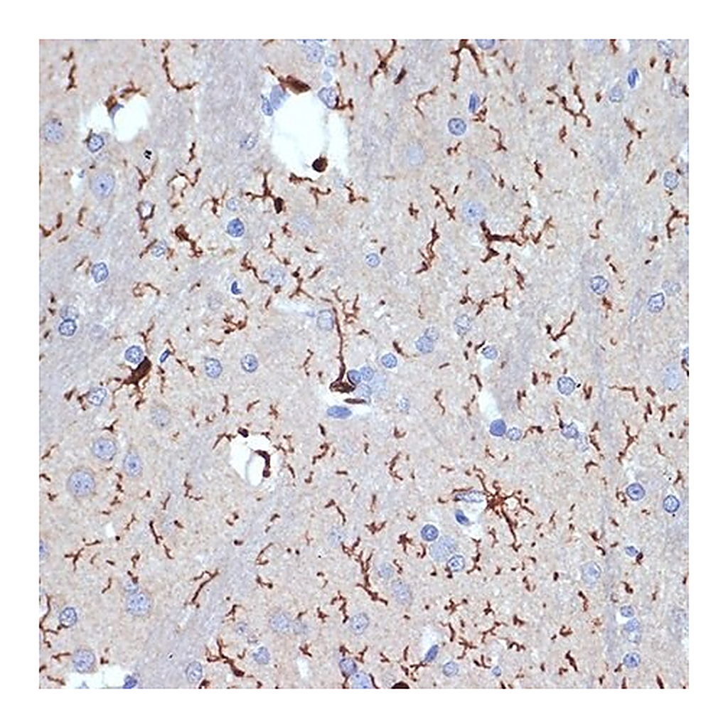 Merck Anti-AIF1/IBA1 antibody produced in rabbit