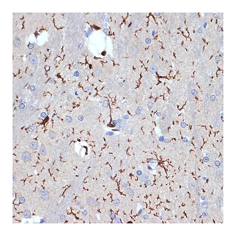 Merck Anti-AIF1/IBA1 antibody produced in rabbit