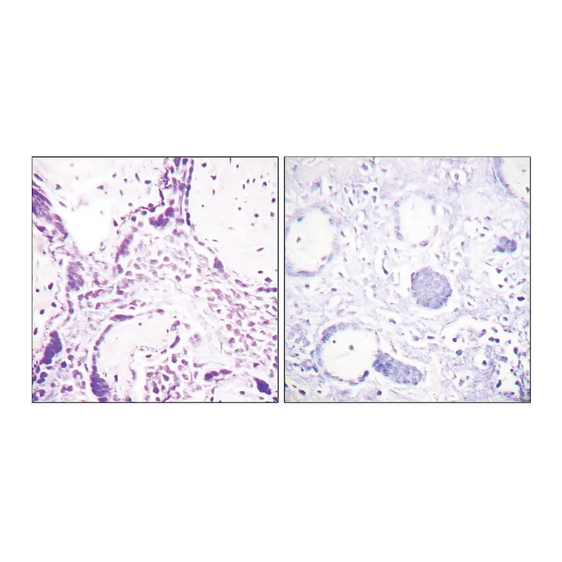 Merck Anti-PPAR-gamma antibody produced in rabbit