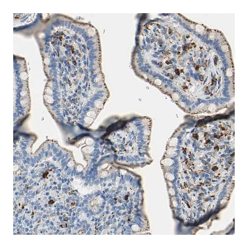 Merck Anti-CTSD antibody produced in rabbit
