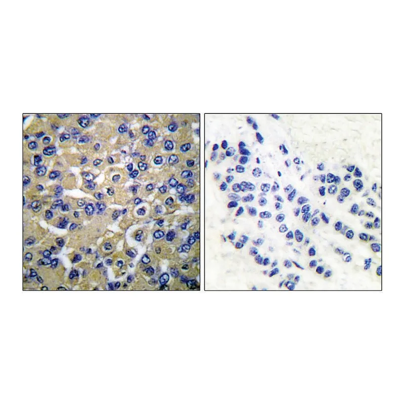 Merck Anti-WNK1 antibody produced in rabbit