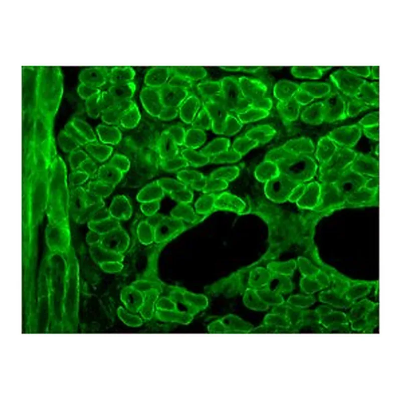 Merck MONOCLONAL ANTI-DYSTROPHIN, CLONE &