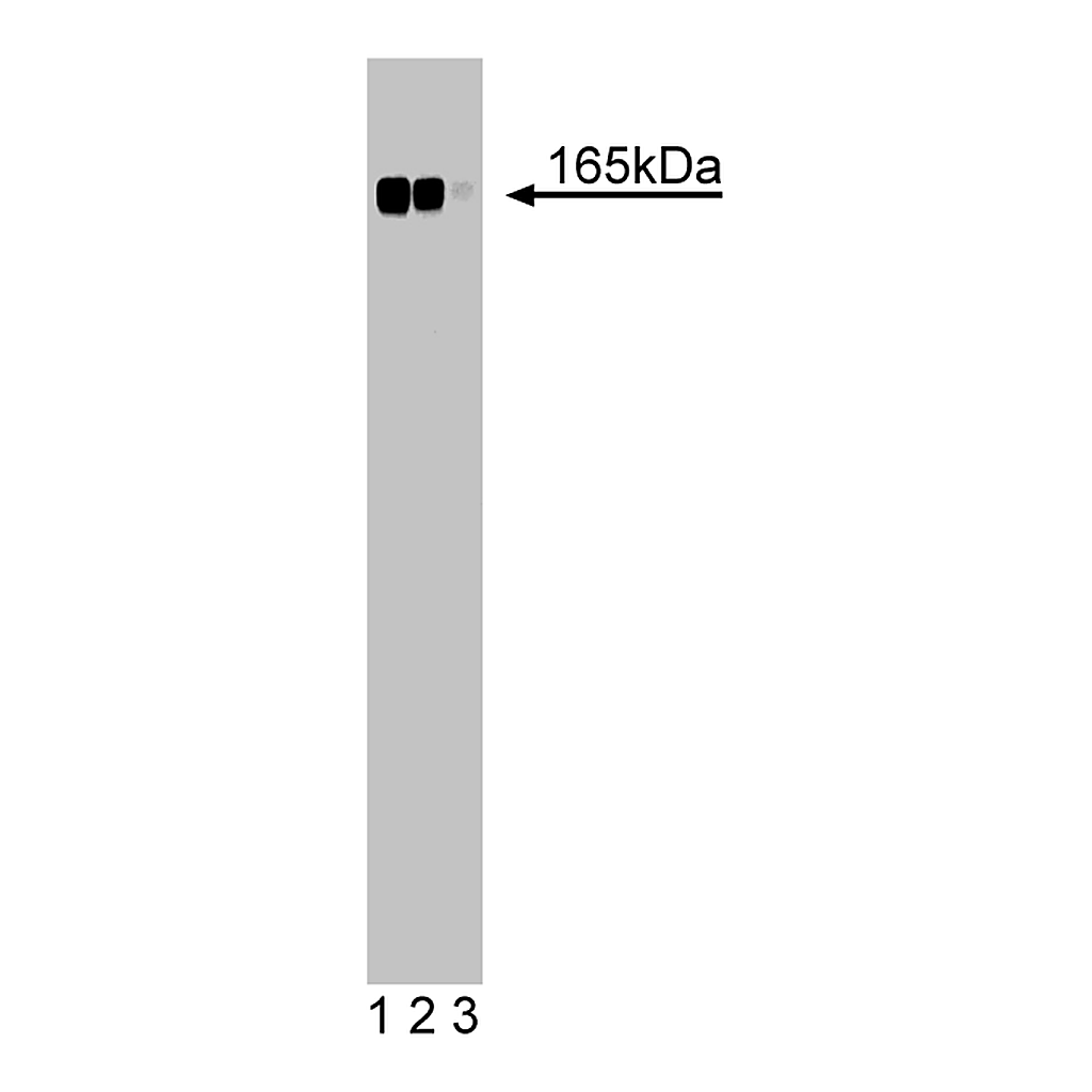BD Purified Mouse Anti-Desmoglein