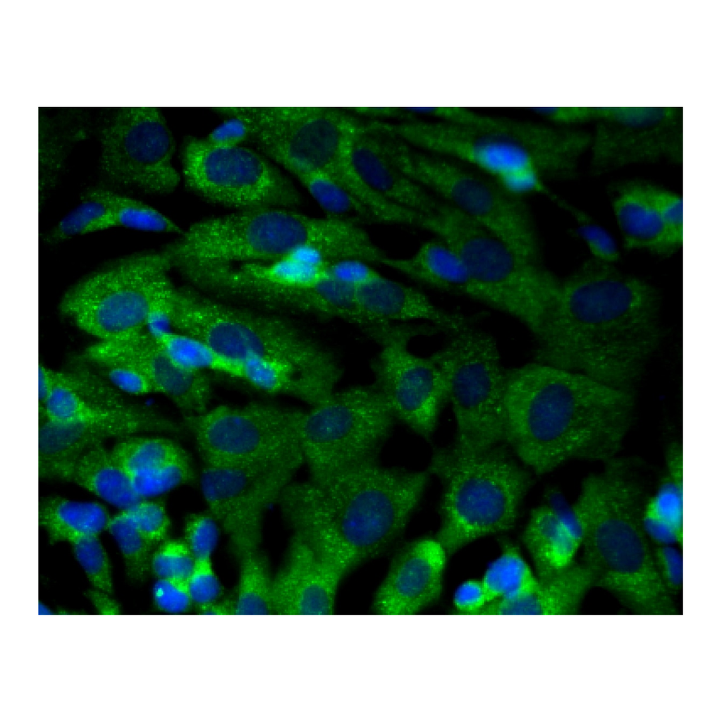BD Purified Mouse Anti-Glutamine Synthetase