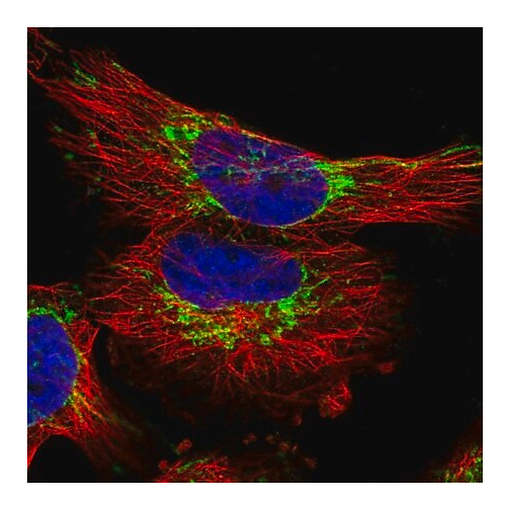Merck Anti-TIMM23 antibody produced in rabbit