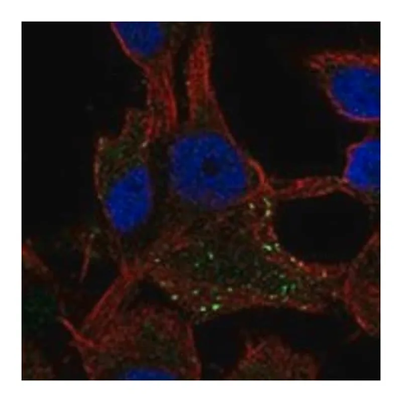 Merck Anti-CD63 antibody produced in rabbit