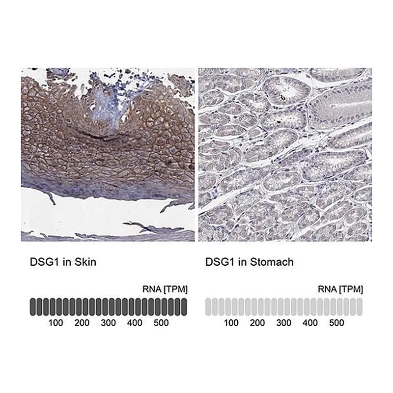Merck Anti-DSG1 antibody produced in rabbit