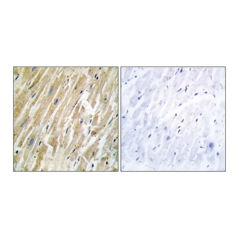 Merck Anti-CALR antibody produced in rabbit