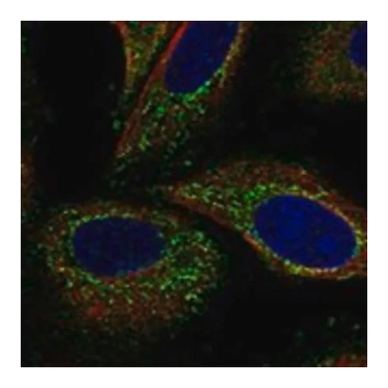 Merck Anti-CTPS2 antibody produced in rabbit