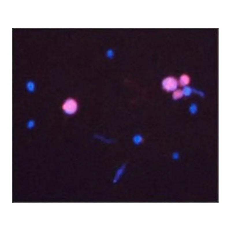 Merck Anti-CASP3 antibody produced in rabbit
