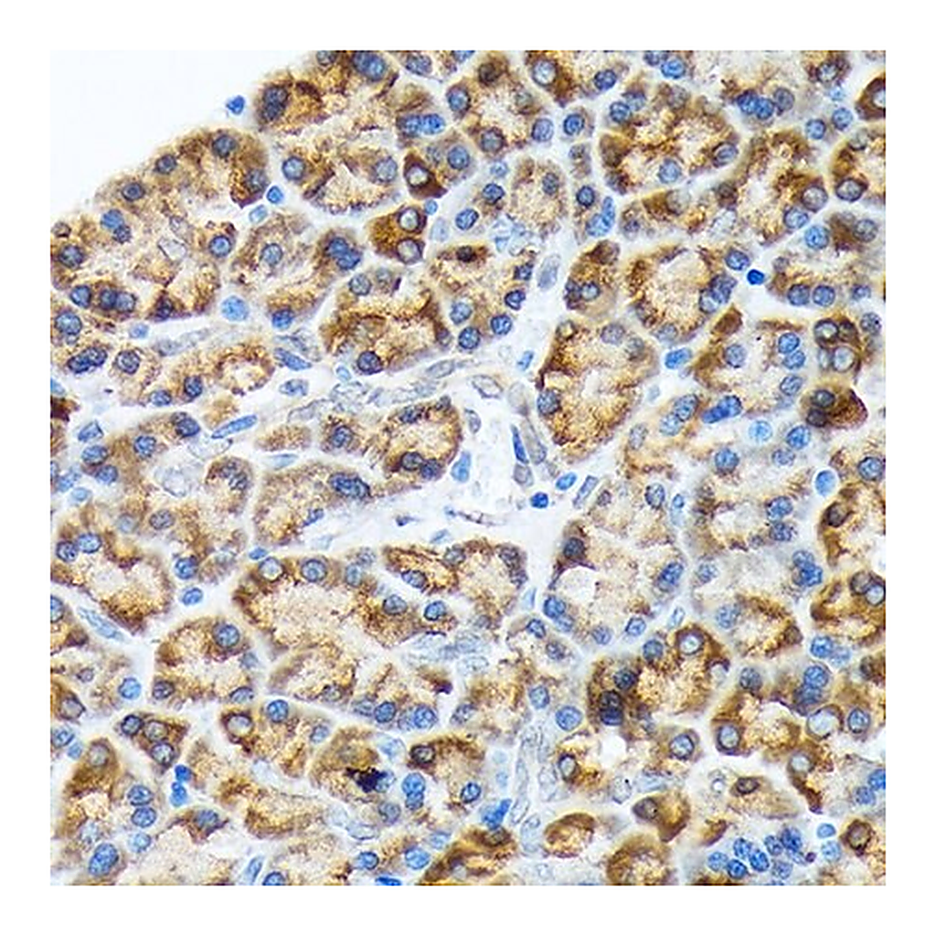 Merck Anti-ORP150/GRP170/HSP12A antibody produced in rabbit