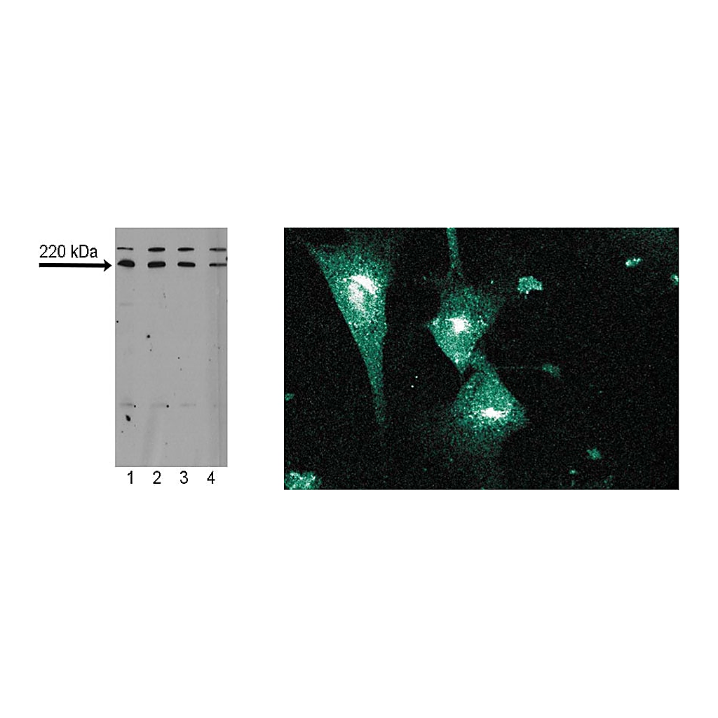 BD Purified Mouse Anti-Mouse Pericentrin
