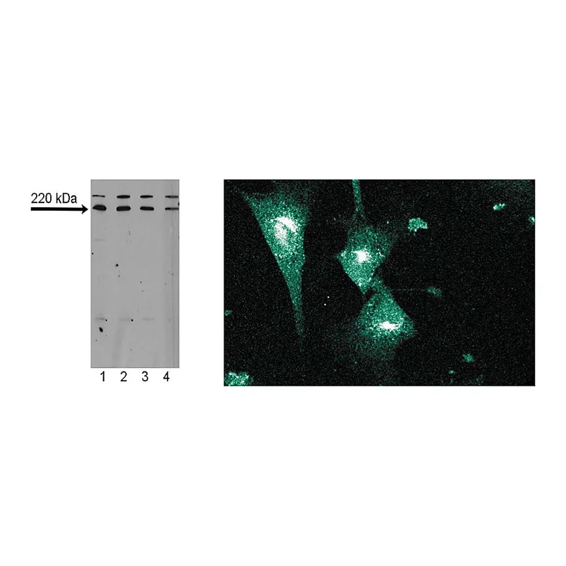 BD Purified Mouse Anti-Mouse Pericentrin